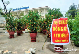 Quảng Nam: Tiểu thương đồng loạt giảm giá cây cảnh để hút khách trong chiều 29 Tết