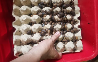 'Hốt bạc' nhờ nghề nuôi gián 