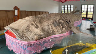 Độc đáo bộ da cá nhám lớn nhất Việt Nam