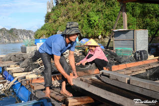 Ngư dân Vân Đồn hối hả đóng bè, làm lại từ đầu