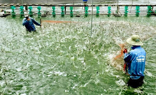 Khó khăn bủa vây người nuôi tôm