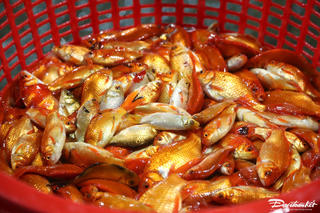 Giá cá chép tăng nhẹ trước thềm Tết ông Công, ông Táo