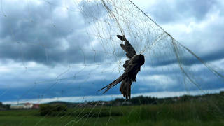 Khắc khoải chim trời