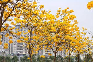 'Ngất ngây' với con đường hoa phong linh nở vàng rực rỡ ở Hà Nội