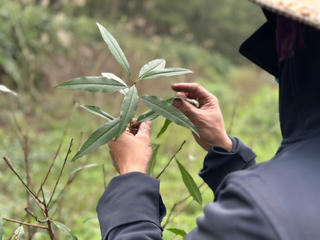 Mùa đào phai xuống lá