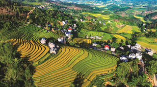 Xao xuyến ‘mùa vàng’ Bình Liêu