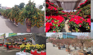 Chợ hoa Tết ở Phú Thọ: Đẹp, giá rẻ nhưng vẫn… ế ẩm