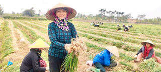 Nông dân Hải Phòng tất bật thu hoạch vụ hành đầu xuân