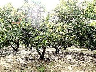 Mưa trái mùa, người trồng điều bất an