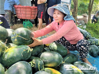 Quảng Nam: Dưa hấu mất mùa, mất giá, người trồng lỗ nặng