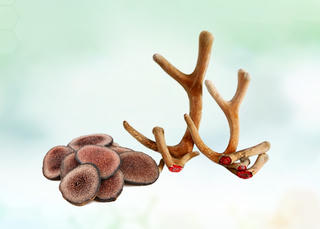 Sử dụng Lộc Nhung - Hướng dẫn từ chuyên gia YHCT