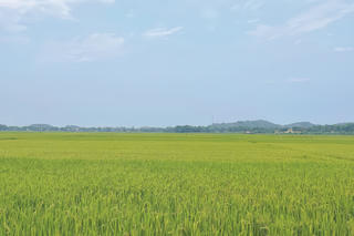 Bài toán thuế GTGT phân bón: Tránh xét lợi ích trực quan mà quên đi mục tiêu lâu dài