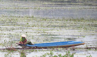 Sống khoẻ nhờ hái cây súng ma