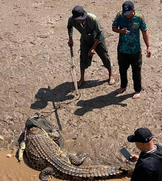 Vây bắt cá sấu nặng hàng chục kg ở cửa biển Nhà Mát