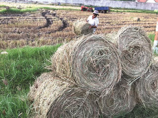 Nông dân bội thu từ rơm rạ