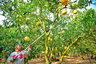 Hà Nội: Thủ phủ bưởi Diễn tất bật thu hoạch phục vụ dịp cận Tết Quý Mão 2023
