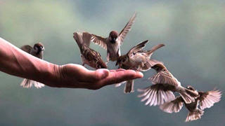 Nhà điêu khắc Hà Minh Tuấn: Phóng sinh là nét đẹp văn hóa tín ngưỡng