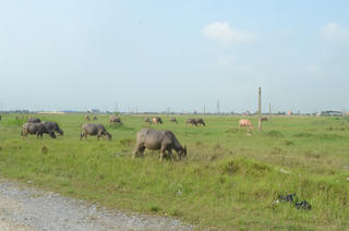 3 dự án của công ty thuộc SBIC ở Nam Định hiện ra sao?