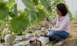 Cao Bằng phát triển nông nghiệp gắn với chuỗi liên kết sản phẩm