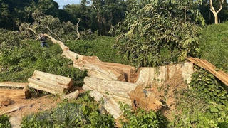 Khởi tố nguyên Hạt phó Kiểm lâm nhận hối lộ cho phá rừng