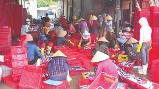 Cá về từ biển xa