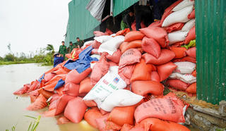 Hàng trăm tấn lúa ngập nước, chủ kho lo lắng khi đang nợ ngân hàng 10 tỷ đồng