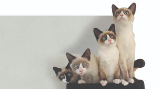 Hết ‘giặc chuột’ lại đến ‘giặc  mèo’...