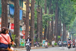 Hà Nội: Hàng cây sao đen trăm tuổi trên phố Lò Đúc