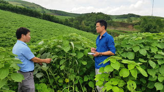 Đổi đời từ cây gai xanh - Bài 1:  Cây trồng mới mang nhiều kỳ vọng!
