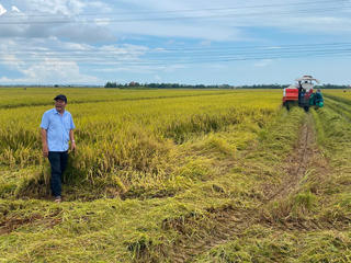 Huế: Nông dân hối hả gặt lúa 'chạy' bão