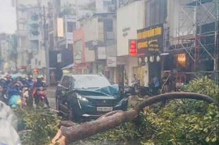 Cây xanh đổ hàng loạt tại Thành phố Hồ Chí Minh sau mưa dông