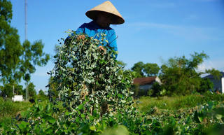 Phát triển mô hình trồng cây dược liệu trên đất bạc màu