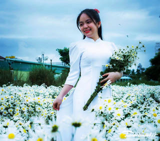 Quảng Ngãi: Du khách đắm say vườn hoa cúc họa mi