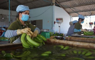 Cơ hội cho trái chuối