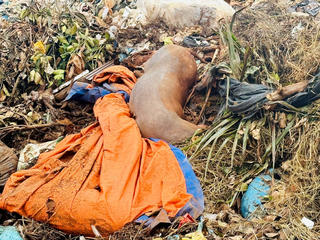 Đắk Lắk: Thực trạng ô nhiễm rác thải ở thị trấn Phước An