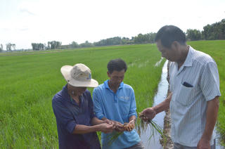 Hàng nghìn ha lúa ở Bạc Liêu đang chờ nước