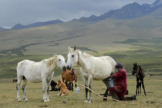 [ẢNH] Không bỏ lỡ cơ hội thưởng thức rượu sữa ngựa ở Kyrgyzstan