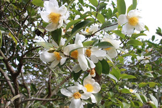 Hội Hoa sở Bình Liêu sẽ diễn ra từ ngày 16-18/12