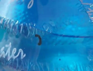 Vụ phát hiện đỉa trong bình nước ở trường mầm non: Bộ Y tế chỉ đạo khẩn