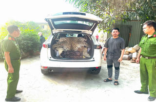 Ninh Bình: Bắt giữ tài xế mang bán bộ da báo hoa mai