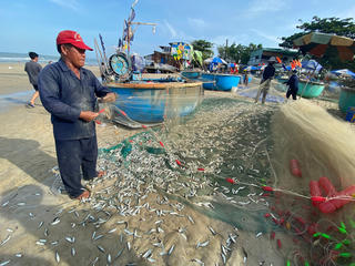 Ngư dân Bà Rịa - Vũng Tàu được mùa cá trích 