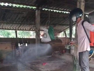 Quảng Trị: 7 huyện, thị xã, TP xảy ra dịch tả lợn châu Phi