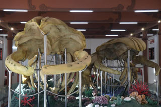 Lý Sơn (Quảng Ngãi): Hai bộ xương cá Ông xác lập kỷ lục lớn nhất Việt Nam