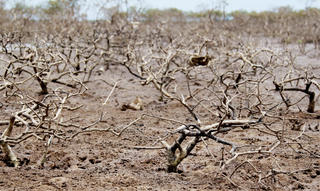 Xót xa hàng chục ha rừng ngập mặn ở Hà Tĩnh chết khô