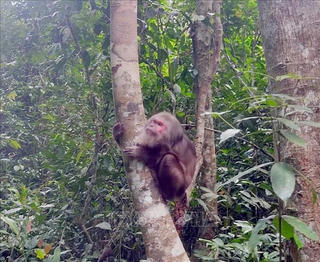 Kịp thời cứu hộ, thả động vật hoang dã về môi trường tự nhiên