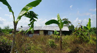 Thu hồi đất lâm nghiệp bị lấn chiếm: Cần giải pháp căn cơ