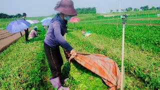 Rau xanh tăng giá chóng mặt