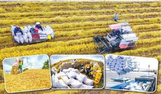 Sức nóng của giá gạo