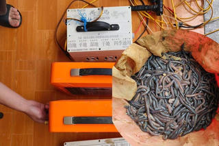 Hoà Bình: Bắt quả tang 3 phụ nữ dùng kích điện bắt giun đất