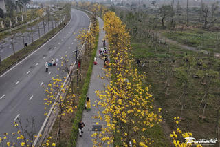 Hoa phong linh nở vàng rực rỡ, thu hút nhiều người chiêm ngưỡng